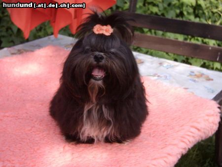 Shih Tzu Hunde Foto 4524 Shih Tzu nun sagt mal, dass Hunde nicht lachen können :o)