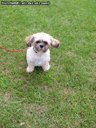 Shih Tzu Hunde Foto 12001 Shih Tzu Alana 12.6.2004