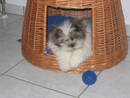Shih Tzu Hunde Foto 32218 in höherer Auflösung ansehen Shih Tzu Mäxchen