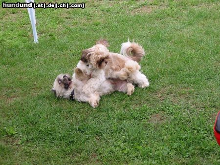 Shih Tzu Hunde Foto 12002 Shih Tzu Chico u. Alana 12.6.2004