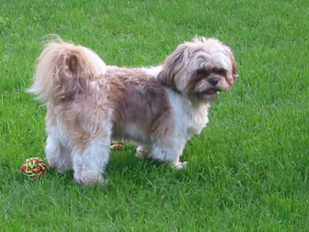 Shih Tzu Hunde Foto 33900 in höherer Auflösung ansehen Shih Tzu Chico auf Urlaub in Baden