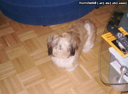 Shih Tzu Hunde Foto 6960 Shih Tzu