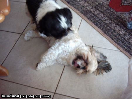 Shih Tzu Hunde Foto 14927 in höherer Auflösung ansehen Shih Tzu Buffi und Blacky die Geschwister