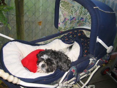 Shih Tzu Hunde Foto 27775 in höherer Auflösung ansehen Shih Tzu ...geht die Fahrt denn bald los?...Monti
