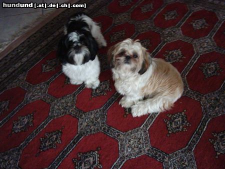 Shih Tzu Hunde Foto 14920 in höherer Auflösung ansehen Shih Tzu Bruder und Schwester