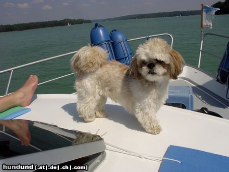 Shih Tzu Hunde Foto 14306 Shih Tzu Frisch vom Friseur