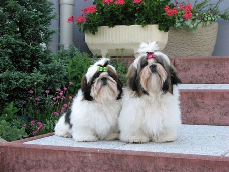 Shih Tzu SEN-VITA GOOD FORTUNE - SEN-VITA VIOLENT PASSION