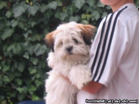 Shih Tzu Hunde Foto 17688 in höherer Auflösung ansehen Shih Tzu