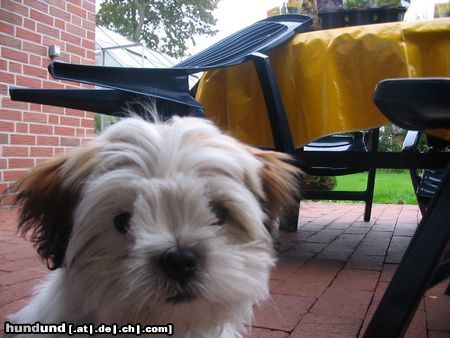 Shih Tzu Hunde Foto 17690 in höherer Auflösung ansehen Shih Tzu Unser Barney