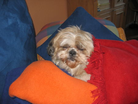Shih Tzu Hunde Foto 31844 in höherer Auflösung ansehen Shih Tzu schön kuschelig