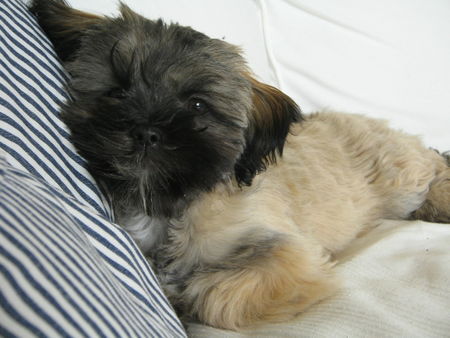 Shih Tzu Hunde Foto 37392 in höherer Auflösung ansehen Shih Tzu Emma schmust mit dem Sofakissen