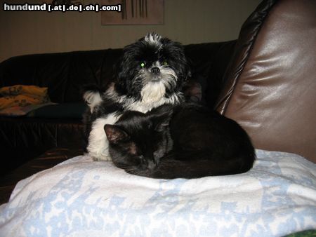 Shih Tzu Hunde Foto 23330 in höherer Auflösung ansehen Shih Tzu Fancy mit Katzenfreundin Luzy