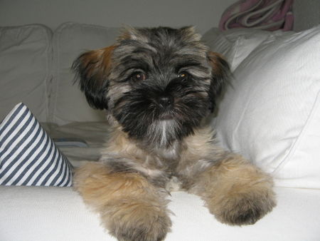 Shih Tzu Hunde Foto 37391 in höherer Auflösung ansehen Shih Tzu kleine Emma als lebender Teddy