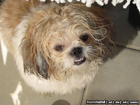 Shih Tzu Hunde Foto 23317 in höherer Auflösung ansehen Shih Tzu Unser Simba