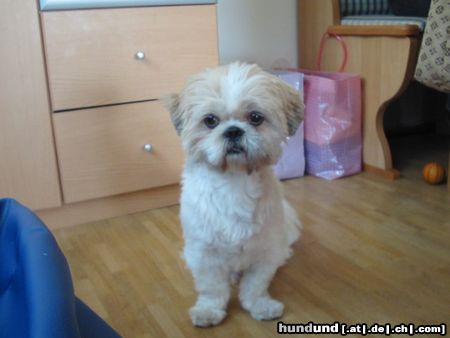 Shih Tzu Hunde Foto 23316 in höherer Auflösung ansehen Shih Tzu Unser Simba
