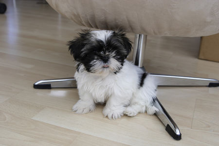 Shih Tzu Hunde Foto 36190 in höherer Auflösung ansehen Shih Tzu unsere süsse faye (9 wochen)