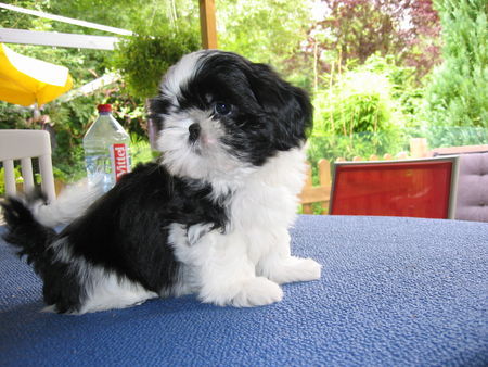 Shih Tzu fara diba