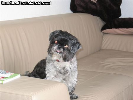 Shih Tzu Hunde Foto 24555 in höherer Auflösung ansehen Shih Tzu teddy