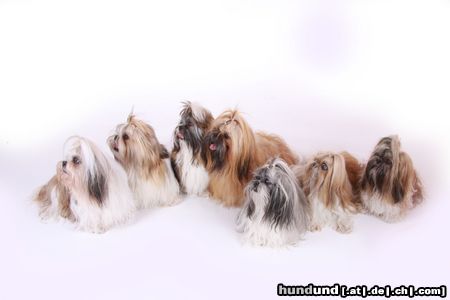 Shih Tzu alle Augen RECHTS