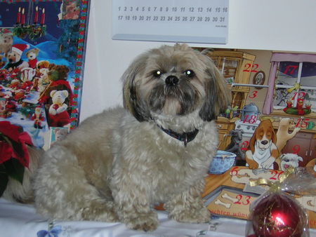 Shih Tzu Hunde Foto 35940 in höherer Auflösung ansehen Shih Tzu Alana