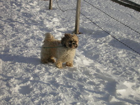 Shih Tzu Hunde Foto 35939 in höherer Auflösung ansehen Shih Tzu Alana