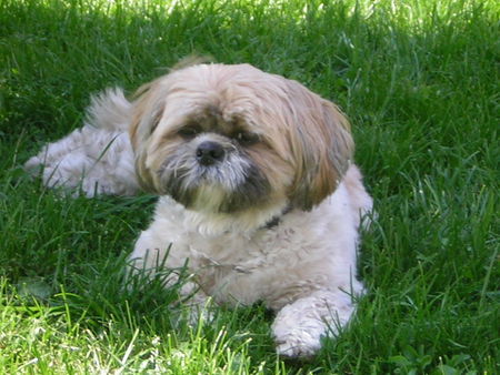 Shih Tzu Hunde Foto 35938 in höherer Auflösung ansehen Shih Tzu Alana