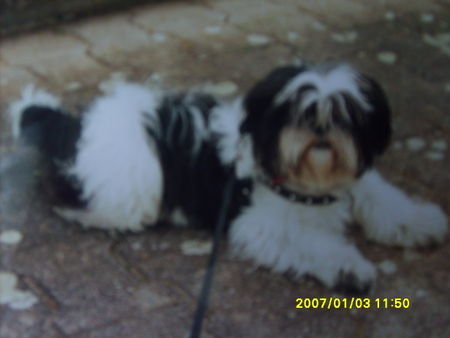 Shih Tzu Purzel