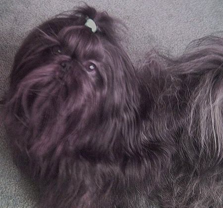 Shih Tzu Hunde Foto 29686 in höherer Auflösung ansehen Shih Tzu Süßer Shih-Tzu Rüde Calimero 18 Monate