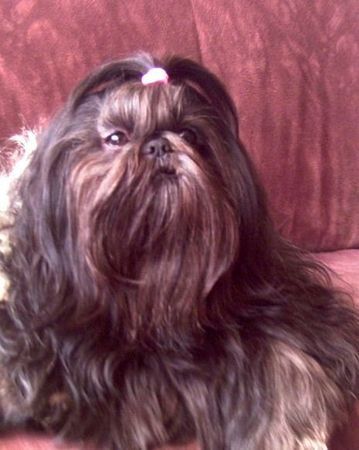 Shih Tzu Hunde Foto 34903 in höherer Auflösung ansehen Shih Tzu Mein schwarz-silberblauer Liebling!