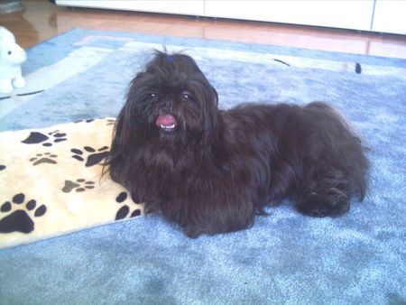 Shih Tzu Hunde Foto 29683 in höherer Auflösung ansehen Shih Tzu Süßer Shih-Tzu Rüde