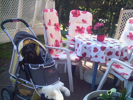 Shih Tzu Hunde Foto 39960 in höherer Auflösung ansehen Shih Tzu Calimero in seinem Dogi Buggy.....