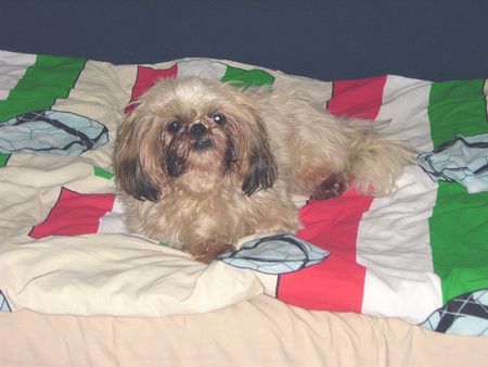 Shih Tzu Hunde Foto 29527 in höherer Auflösung ansehen Shih Tzu Das ist Stella unser kleine Knuddelmaus