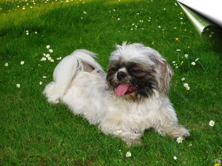Shih Tzu Hunde Foto 40353 in höherer Auflösung ansehen Shih Tzu der tequila