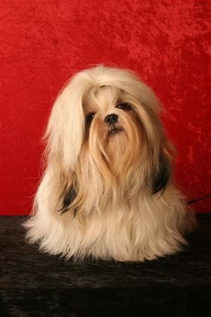 Shih Tzu Hunde Foto 27403 in höherer Auflösung ansehen Shih Tzu schon wieder still sitzen!!