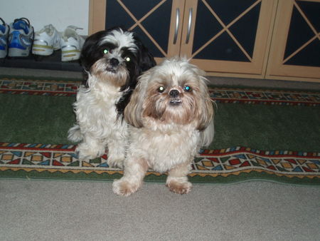 Shih Tzu Hunde Foto 32302 Shih Tzu Stella und Chiara beim Privatfotoshoooting