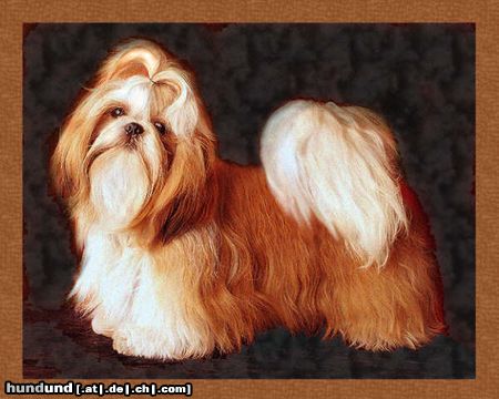Shih Tzu Hunde Foto 21387 in höherer Auflösung ansehen Shih Tzu Bin ich nicht schön?