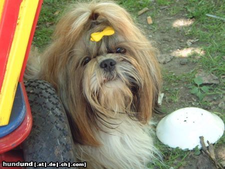 Shih Tzu Mein Rüde Superlion King