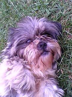 Shih Tzu Hunde Foto 30859 Shih Tzu Medi