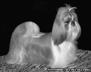 Shih Tzu Hunde Foto 21388 Shih Tzu Maja sehr eitel