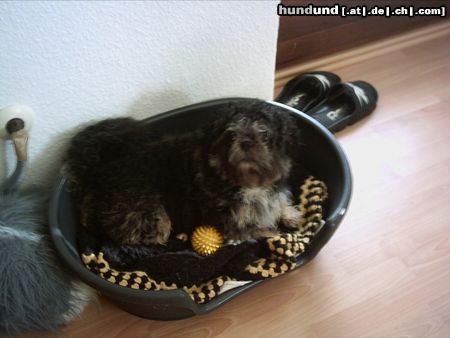 Shih Tzu Hunde Foto 21936 Shih Tzu mein Ello