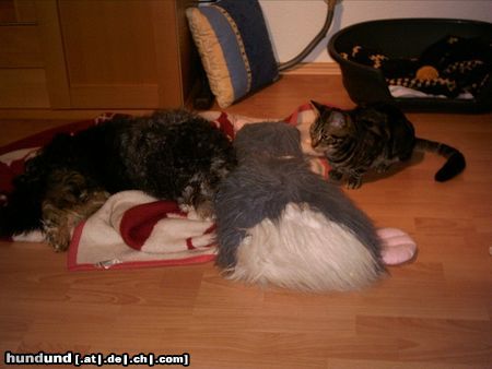 Shih Tzu Hunde Foto 21937 Shih Tzu Hund und Kater