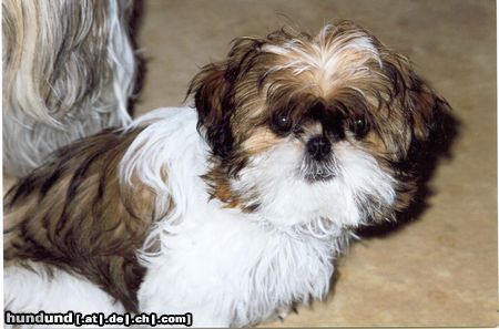 Shih Tzu Hunde Foto 22836 Shih Tzu Meine kleine Many