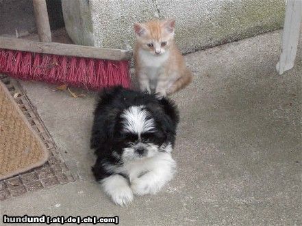 Shih Tzu Hunde Foto 19171 Shih Tzu Shih Tzu