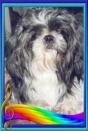 Shih Tzu ...mal edel in Pose begeben...Monti