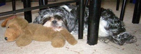 Shih Tzu Hunde Foto 27778 Shih Tzu ...Monti und seine Liebe... Monti