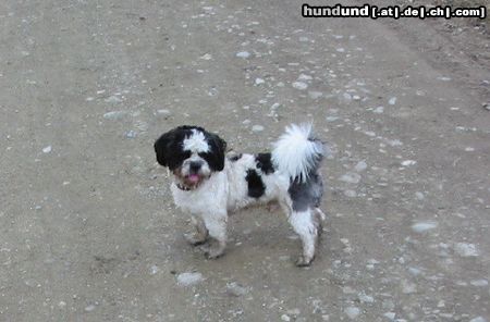 Shih Tzu Hunde Foto 9307 Shih Tzu