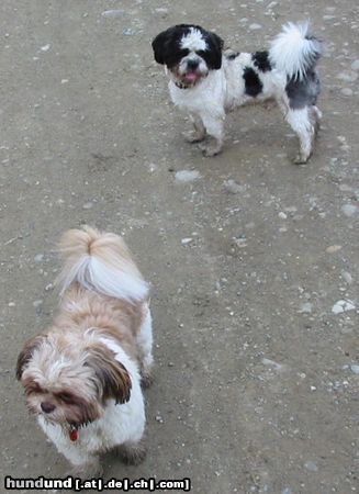 Shih Tzu Hunde Foto 9306 Shih Tzu