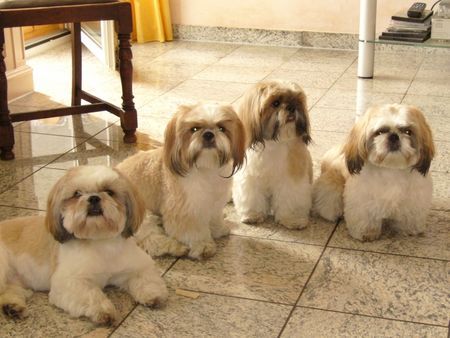 Shih Tzu Hunde Foto 31331 in höherer Auflösung ansehen Shih Tzu im flotten Sommerdress