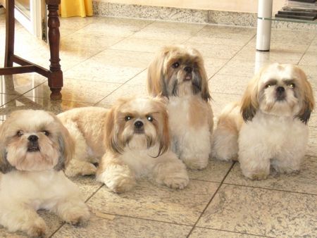 Shih Tzu Hunde Foto 31309 in höherer Auflösung ansehen Shih Tzu 4 flotte Jung's