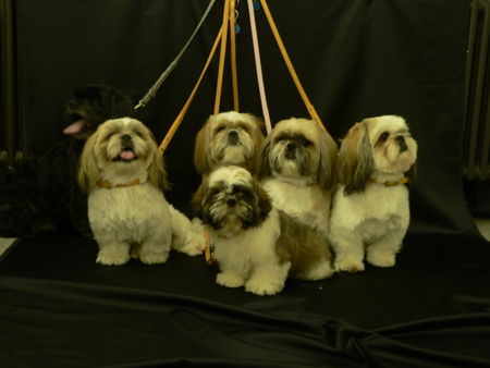 Shih Tzu Hunde Foto 34236 in höherer Auflösung ansehen Shih Tzu Düsseldorfer Jungs